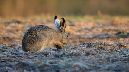 Zając w środowisku naturalnym. © Rafał Okraj
