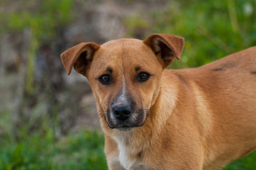 Beautiful orange dog in the nature. A dog surrounded by green grass