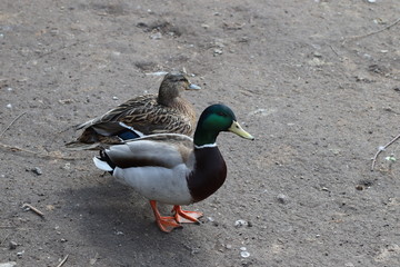 pair mallard duck