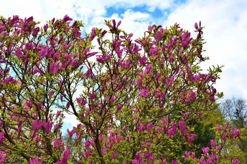 Obraz premium pink flowers in spring