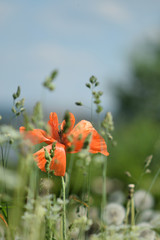 Poppy in the clouds