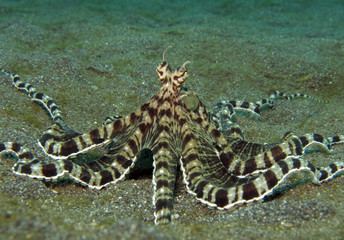 Underwater world - mimic octopus. Lembeh strait, Indonesia.
