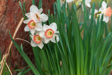 Obraz premium Daffodil flowers in the Spring