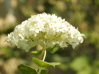 White flower 