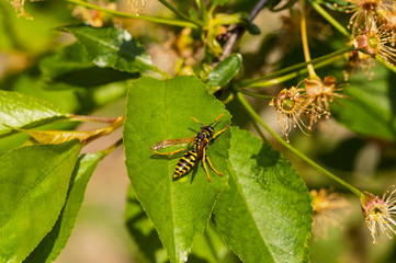 Wasp on the green leaf in nature.Insect