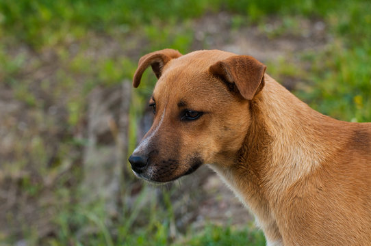 Beautiful orange dog in the nature. A dog surrounded by green grass