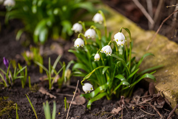 first flowers in spring