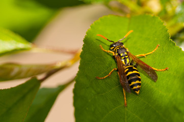 Wasp on the green leaf in nature.Insect