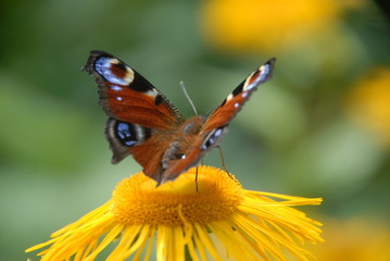 Schmetterling