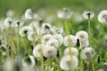 Dandelion Clouds Close Up