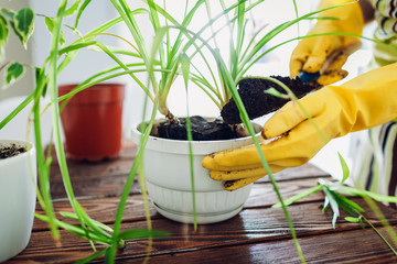 Woman transplanting plant into another pot on kitchen. Housewife taking care of home plants and...