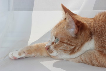 Redhead, dreamy cat.