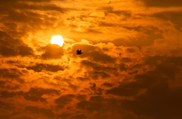 A rosy pelican flying away with a beautiful sunset in the background inside Keoladeo National Park