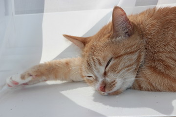  Ginger cat is sleeping.