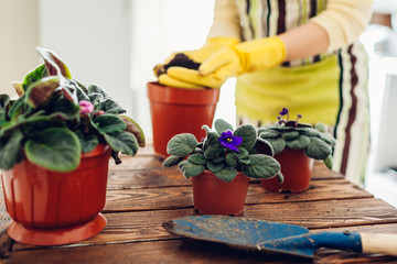 Woman transplanting violet plant into another pot on kitchen. Housewife taking care of home plants...