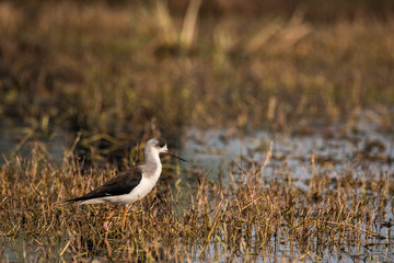 A black winged stilt wading through marshy lands in Keoladeo National Park in Bharatpur