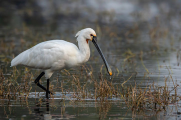 An adult indian spoonbill feeding in the marshy lands of Keoladeo National Park in Bharatpur