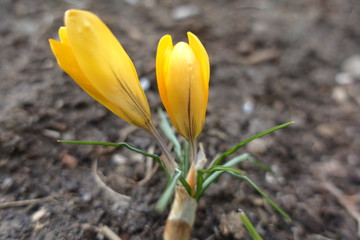 Fototapeta premium spring, flower, crocus