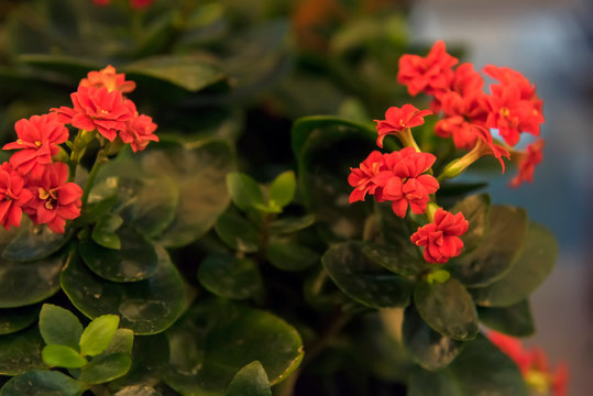 Cute and easy to care for, kalanchoe is a succulent with large green foliage