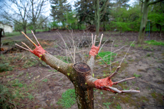 Grafting mulberry discount tree