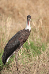 Woolly-necked stork in Marsh in Kenya Arica