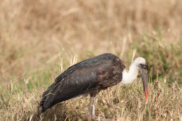 Obraz premium Woolly-necked stork in Marsh in Kenya Arica