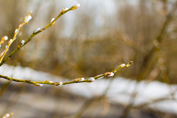 A branch of a blossoming willow against a blurred background. concept: spring, holiday, palm Sunday