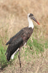 Woolly-necked stork in Marsh in Kenya Arica