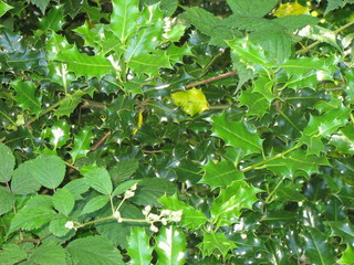 green leaves on background