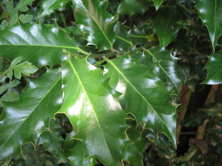 holly leaves