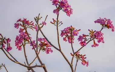 Beautiful blooming pink trumpet tree 