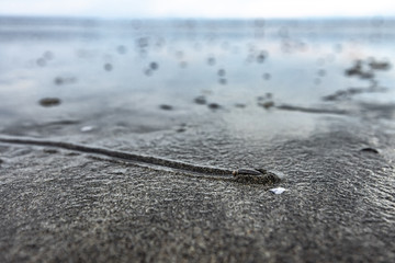 Beach at low tide