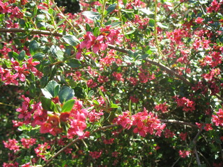 red flowers in the garden