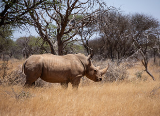 Obraz premium White Rhino