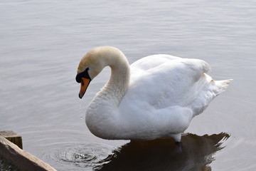 swan on the lake