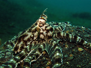 Underwater world - mimic octopus. Lembeh strait, Indonesia.