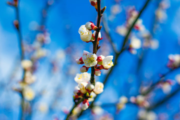 blooming spring apricot against the blue sky