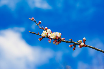 blooming spring apricot against the blue sky