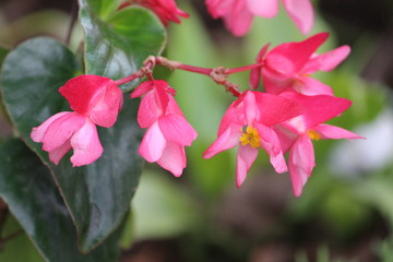 Obraz premium Naturaleza