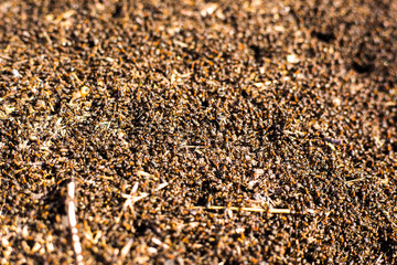a large mound of termites, termites eat rotten trees