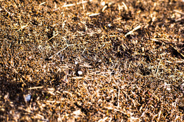 a large mound of termites, termites eat rotten trees