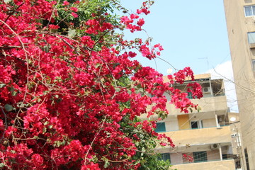 Red flower in a beautiful tree