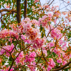 Beautiful blooming pink trumpet tree 