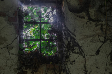 verwachsenes fenster mit pflanzen