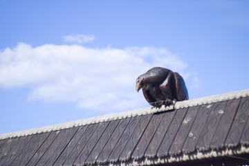 The wooden figure of the Eagle on the roof on the sky background