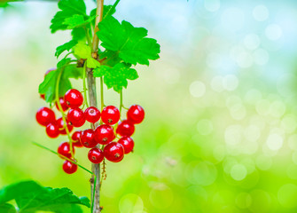 Ripe red currants close-up as background.