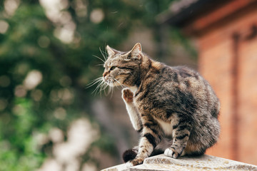 Fototapeta premium Cat in nature