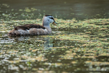 A female cotton pygmy goose swimming in the marshy ponds of keoladeo national park in Bharatpur during a cold winter morning