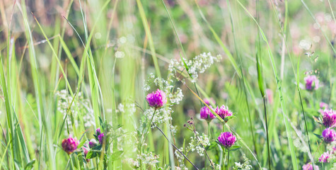 Wild flowers of clover and in a meadow in nature in the rays of sunlight in summer in the spring close-up. A picturesque colorful artistic image with a soft focus