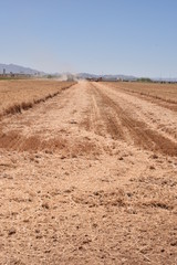 Arizona wheat harvest